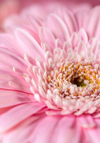 Gerbera
