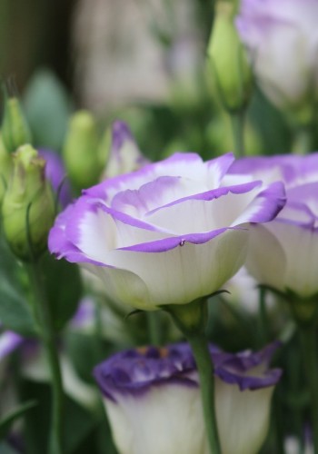 Lisianthus