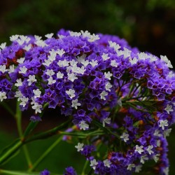 Limonium