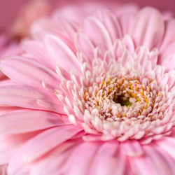 Gerbera