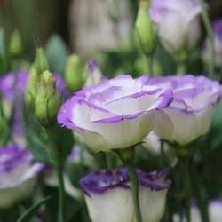 Lisianthus